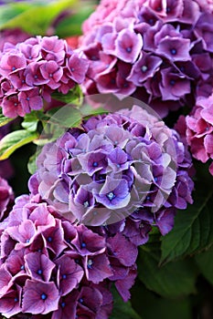 Beautiful violet and pink hydrangea or hortensia flower close up. Blooming Hydrangea macrophylla bushes