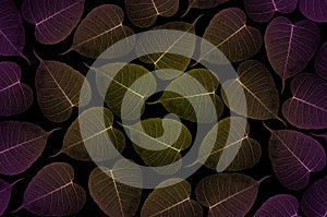 Beautiful violet pipal leaf veins