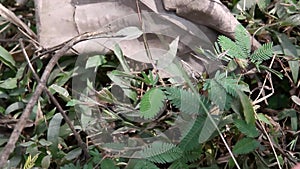 Beautiful violet/purple flowers mimosa pudica, sensitive plant, Touch-Me-Not plant, Kerala, India