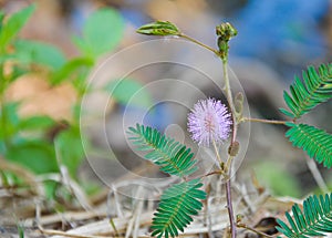 Beautiful violet/purple flowers mimosa pudica sensitive plant, Touch-Me-Not plant in morning mist. sleepy plant or shy plant.