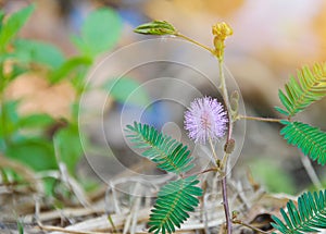 Beautiful violet/purple flowers mimosa pudica sensitive plant, Touch-Me-Not plant in morning mist. sleepy plant or shy plant.