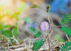 Beautiful violet/purple flowers mimosa pudica sensitive plant, Touch-Me-Not plant in morning mist. sleepy plant or shy plant.