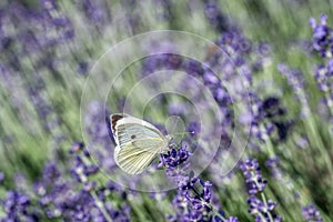 Beautiful violet purple lavender flowers in the garden