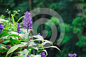 Beautiful Violet Purple Liriope Flowers, common names are creeping lilyturf, border grass, creeping liriope, lilyturf, big blue li