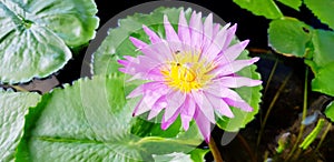 Beautiful Violet or purple lotus blooming with green leaves on water for background