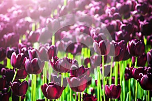 Beautiful violet or purple tulips on spring garden. Field of blooming purple tulips. Vibrant purple tulips in spring day. Best tu