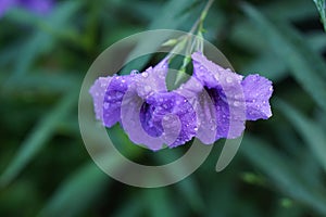 A beautiful violet ruellia tuberose.