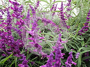 Beautiful violet salvias in the garden in spring