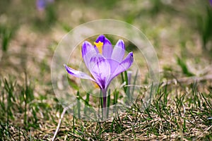 Spring crocus flower. Seasonal Easter background.