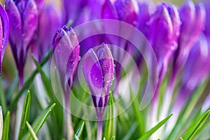 Beautiful violet spring crocus after spring rain. Saffron in the garden on the lawn