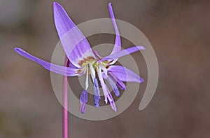 Beautiful violet spring flower with blurred background. Erythronium dens-canis taken from a low angle perspective.