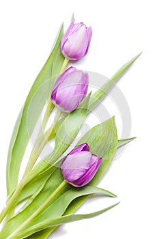 Beautiful violet tulips flat lay on white background.