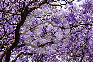 Beautiful violet vibrant jacaranda in bloom.