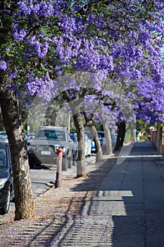 Beautiful violet jacaranda trees in South Australia. Purple bloom for spring or summer background. Romantic style.