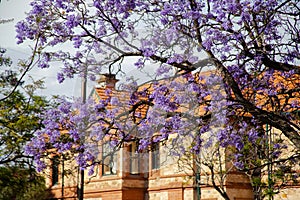 Beautiful violet vibrant jacaranda trees in South Australia. Purple bloom for spring or summer background. Romantic style