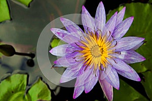 Beautiful violet water lily or lotus flower bloom on water