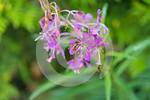 Beautiful violet wild flower with an insect, a hoverfly, also called flower fly or syrphid fly. Picture from Scania