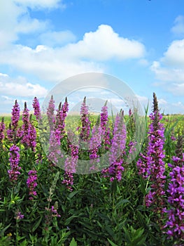 Beautiful violet wild flowers in field, Lithuania