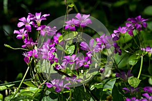 Beautiful Violet Wood Sorrel in the Forest.