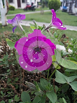 Beautiful violeta photo