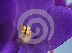 Beautiful Violets with blue background