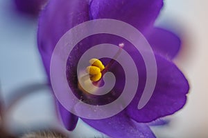 Beautiful Violets with blue background