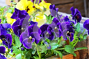 Beautiful violets of different flowers