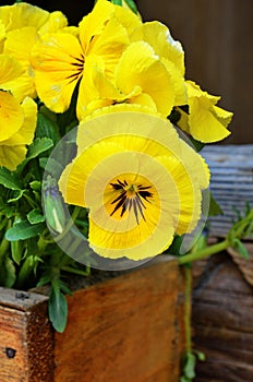 Beautiful violets of different flowers