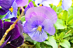 Beautiful violets of different flowers