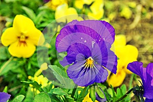 Beautiful violets of different flowers