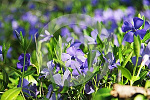 Beautiful violets in green leaves and grass. Flowers and greens. Garden or park. Spring.