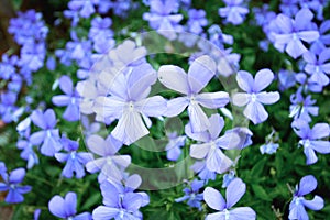 Beautiful violets meadow