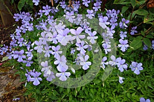 Beautiful violets meadow