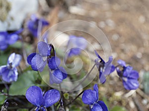 beautiful violett tulip in a meadow