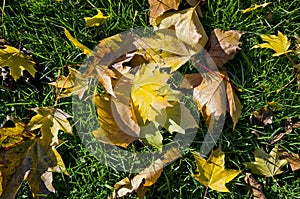 Beautiful vivid autumn leaves on a green grass