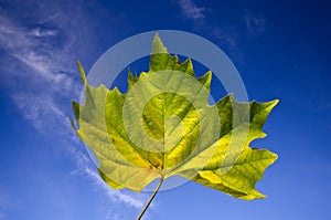 Beautiful vivid autumn maple leaf against blue sky