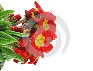 Beautiful vivid flowers on white background