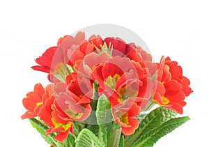 Beautiful vivid flowers on white background