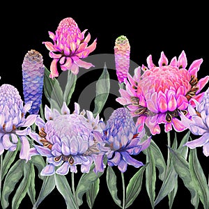 Beautiful vivid ginger flowers and on black background. Seamless floral pattern, border