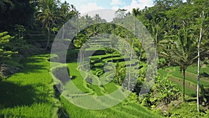 Beautiful vivid green rice terraces meandering through vast tropical rainforest.