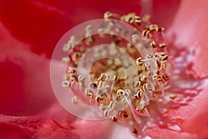 Beautiful vivid macro of rose pistil and stame