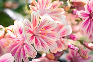 Beautiful vivid pink cliff maids blooming on the balcony in spring