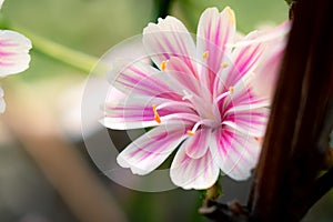 Beautiful vivid pink cliff maids blooming on the balcony in spring