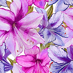 Beautiful vivid purple and pink amaryllis flowers on white background. Seamless spring pattern. Watercolor painting.