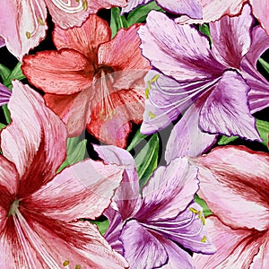 Beautiful vivid purple and red amaryllis flowers on black background. Seamless spring pattern. Watercolor painting.