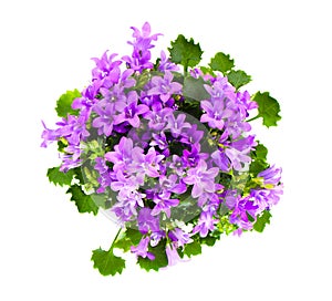 Beautiful vivid purple spring flower bush Dalmatian bellflower