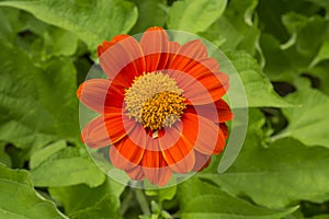 Beautiful vivid red petals of Mexican sunflower is flowering plant in Asteraceae family, known as the tree marigold or Japanese