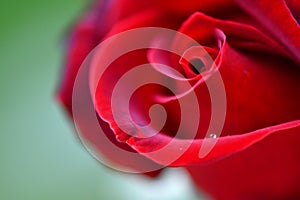 Beautiful vivid red rose with single raindrop settled on the pedal Micro photo