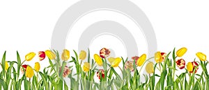 Beautiful vivid red and yellow tulips on long stems with green leaves in seamless border. Isolated on white background.