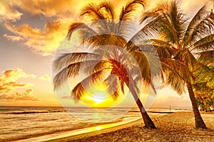 Beautiful vivid sunset over the coco palm in Barbados